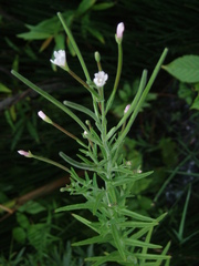 Epilobium strictum