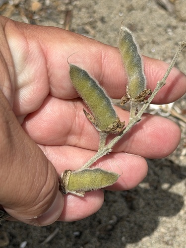 Lupinus chamissonis, photograph 2