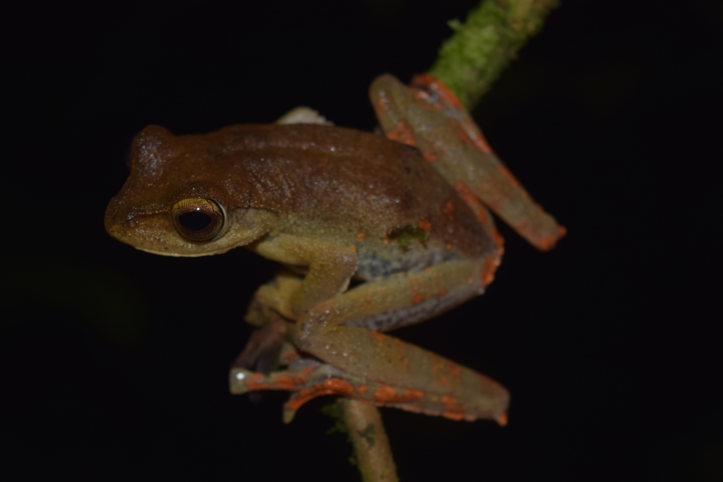 Katak-parasut Dempo (Rhacophorus catamitus)