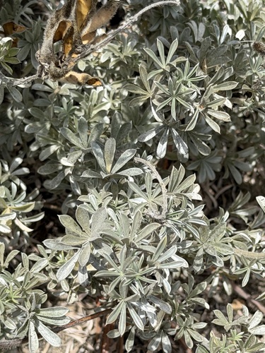 Lupinus chamissonis, photograph 3