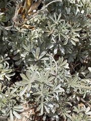 Lupinus chamissonis, photograph (c) Ian McFaul, some rights reserved (CC BY)