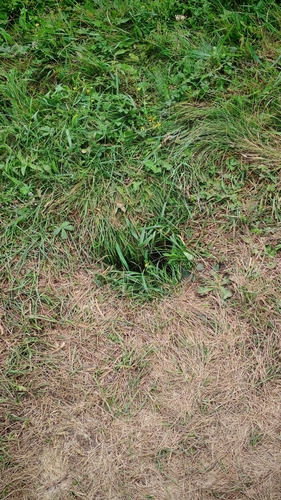 Russet Ground Squirrel