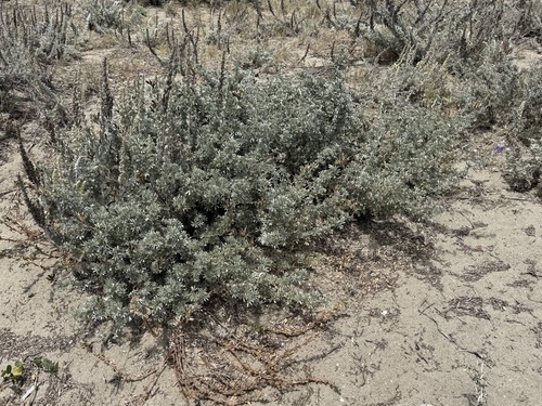 Lupinus chamissonis, photograph 4