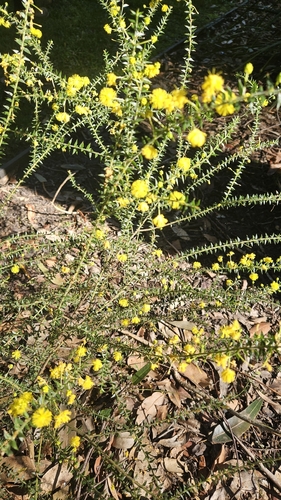Acacia amblygona observed 2026-08-04