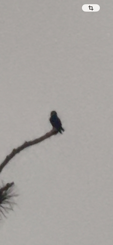 Bat Falcon
