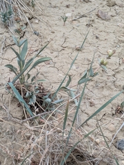 Penstemon nitidus