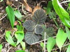 Gloxinia erinoides