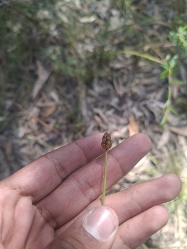 Xyris complanata observed 2026-08-02