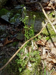 Cardamine parviflora