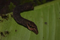 Eupanacra elegantulus