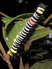 Avatha subumbra