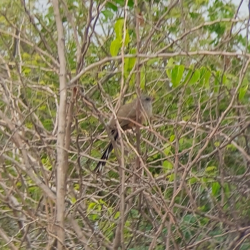 Sirkeer Malkoha (Taccocua leschenaultii), photo 5