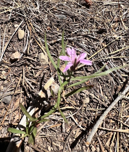 Stephanomeria lactucina, photograph 2