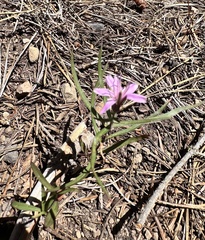 author not stated, no rights reserved Stephanomeria lactucina, photograph author not stated, no rights reserved