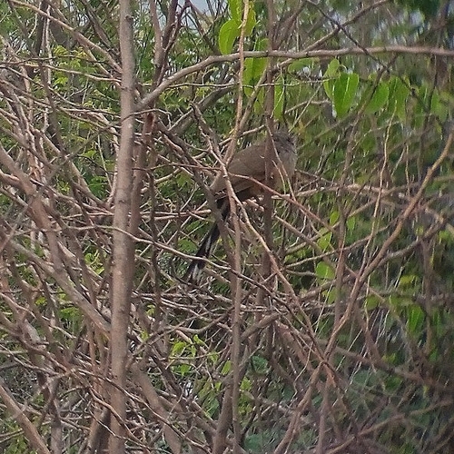 Sirkeer Malkoha (Taccocua leschenaultii), photo 6