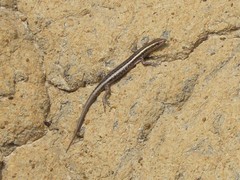 Cryptoblepharus virgatus