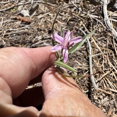 author not stated, no rights reserved Stephanomeria lactucina, photograph author not stated, no rights reserved