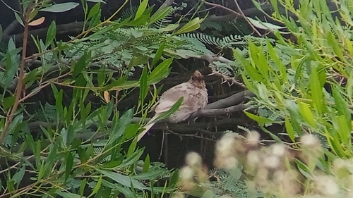 Red-vented Bulbul