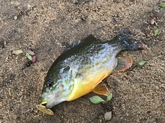 Lepomis gibbosus × cyanellus