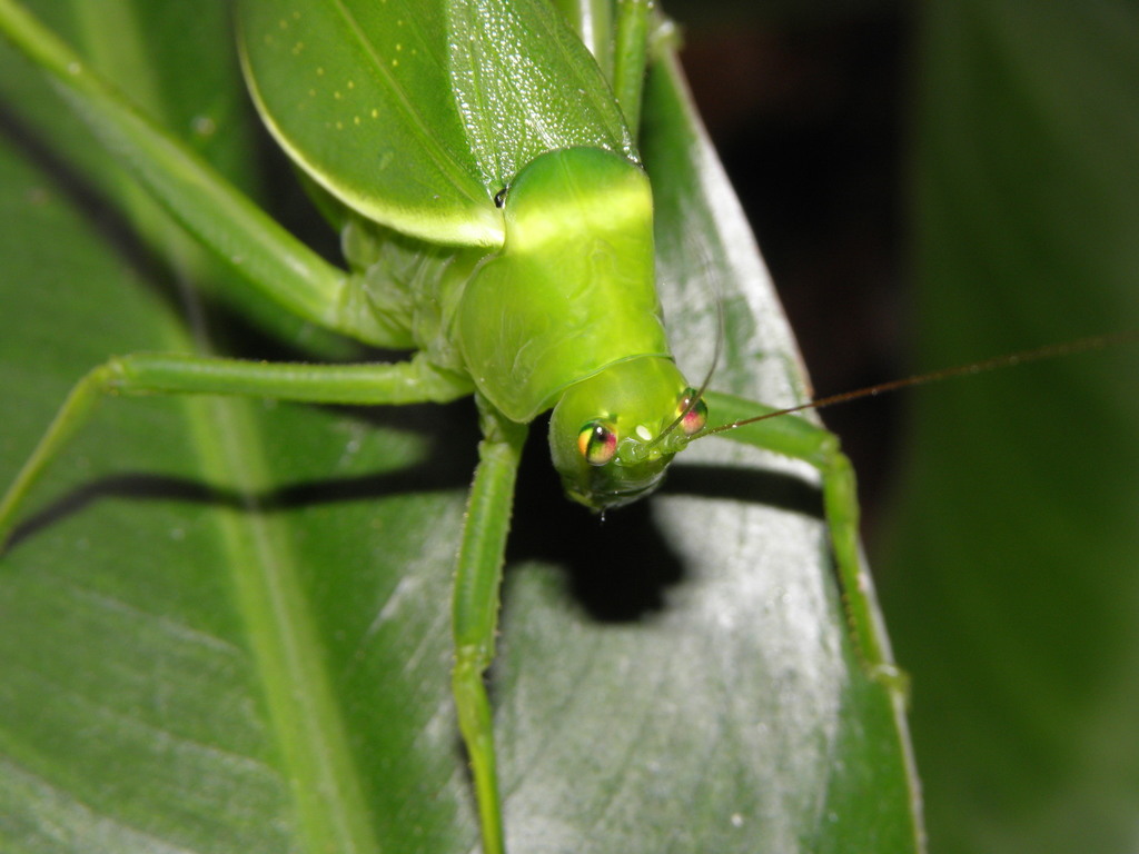 Serrated Bush Katydid