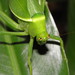 Serrated Bush Katydid - Photo (c) Matthew Connors, some rights reserved (CC BY-NC), uploaded by Matthew Connors
