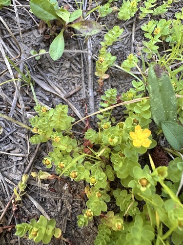 Tinker's penny (Hypericum anagalloides)