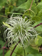 Clematis occidentalis, photograph author not stated, no rights reserved