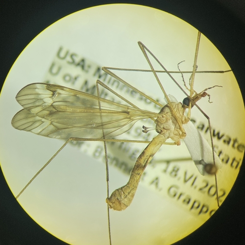 Tipula penobscot