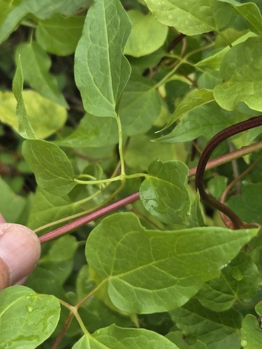 Clematis occidentalis, photograph 5