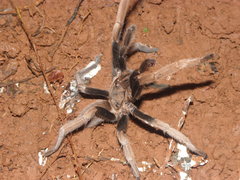 Selenocosmiinae