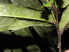 Sipyloidea rentzi
