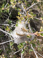 Malacosoma californica