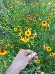 Helenium amphibolum