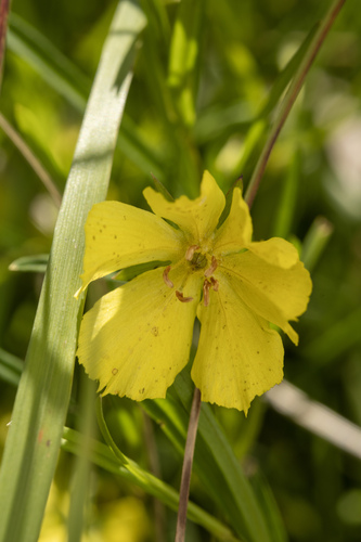 Lysimachia quadriflora, photograph 5
