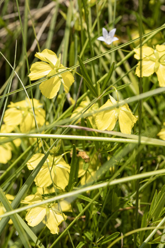 Lysimachia quadriflora, photograph 6