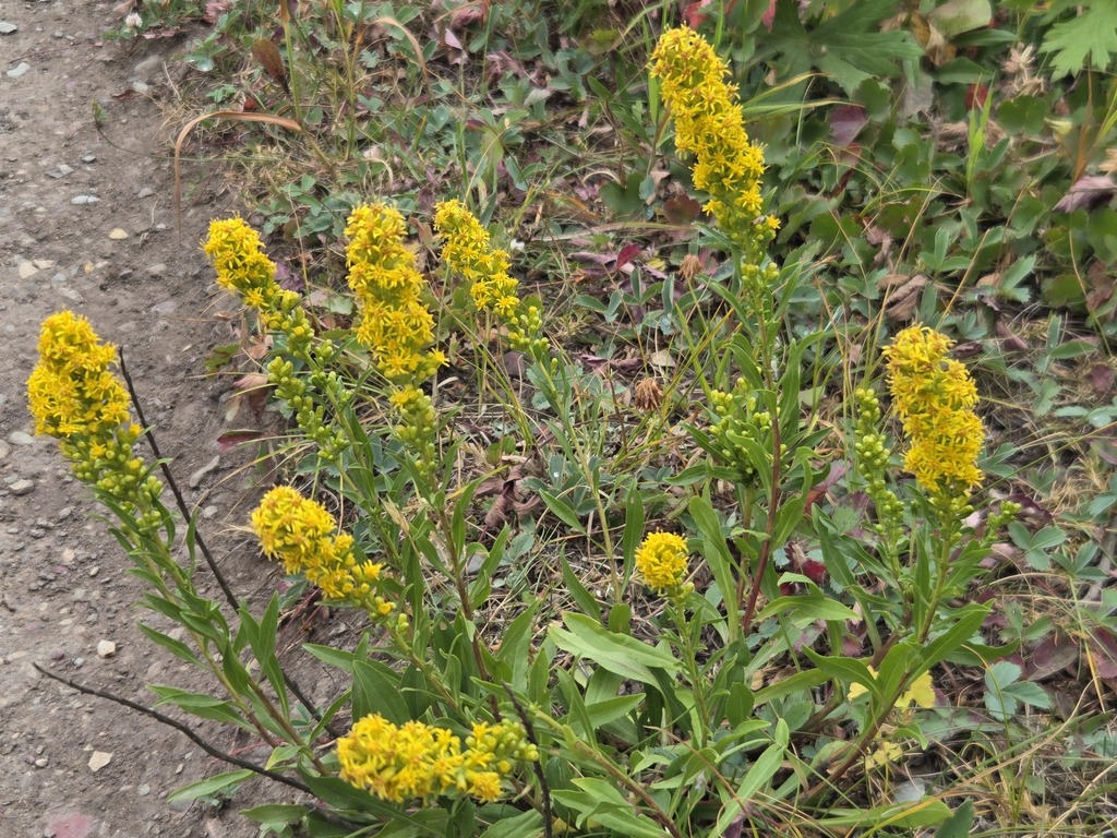Solidago simplex; photograph author not stated, no rights reserved