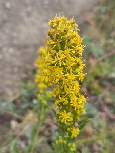 Solidago simplex, photograph 1