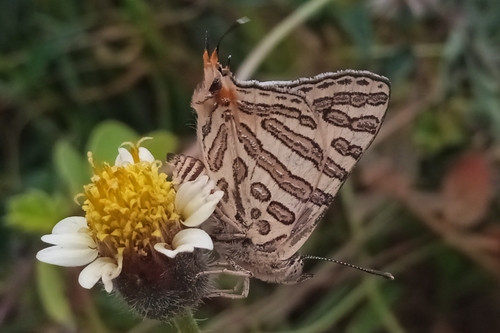 Common Shot Silverline