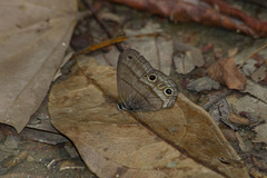 Cissia proba