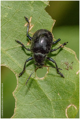 Typophorus nigritus
