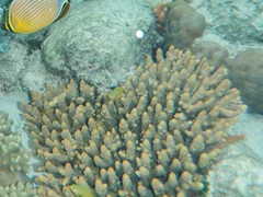 Acropora millepora