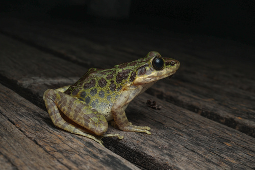 Tianmu Sharp-nosed Frog