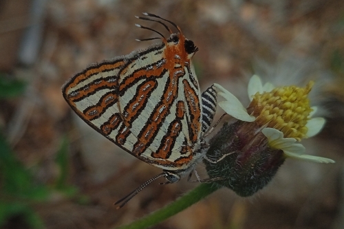 Common Silverline
