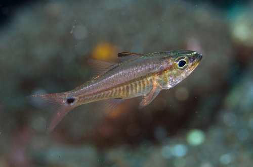 Ostorhinchus lineomaculatus observed 2016-04-17