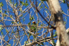 Amazona xantholora