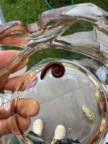 Rusty Millipede