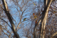 Amazona xantholora