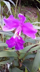 Sobralia macrantha