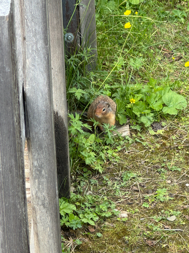 Columbian Ground Squirrel