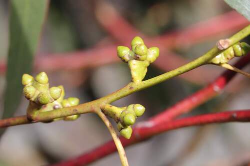 Eucalyptus banksii, 2026-08-02